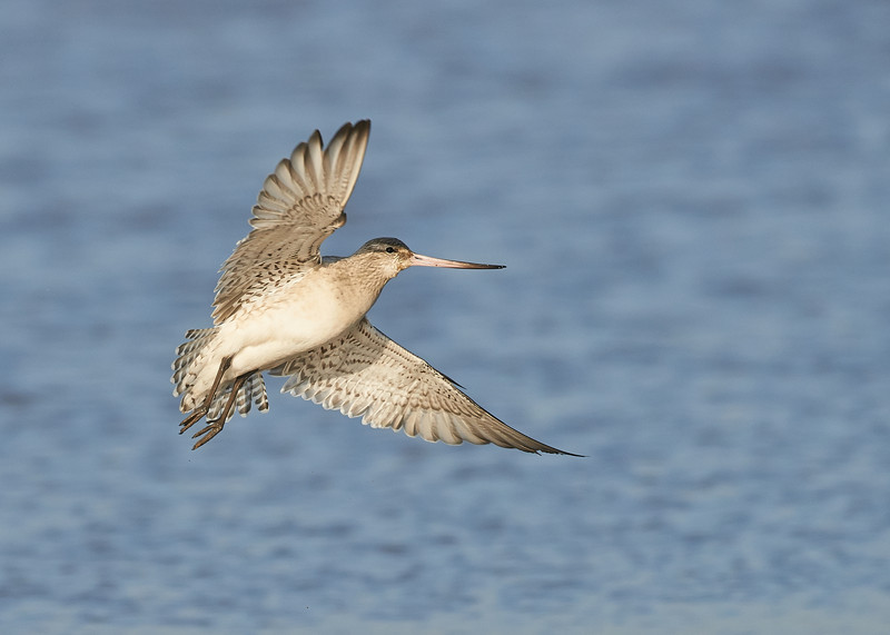 4 - Bar-tailed Godwit