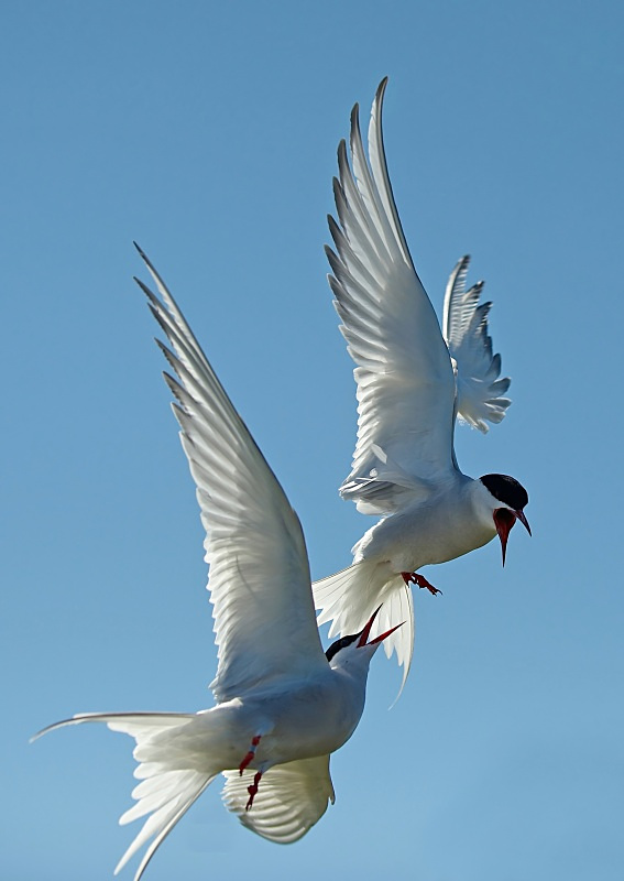 11 - Arctic Tern
