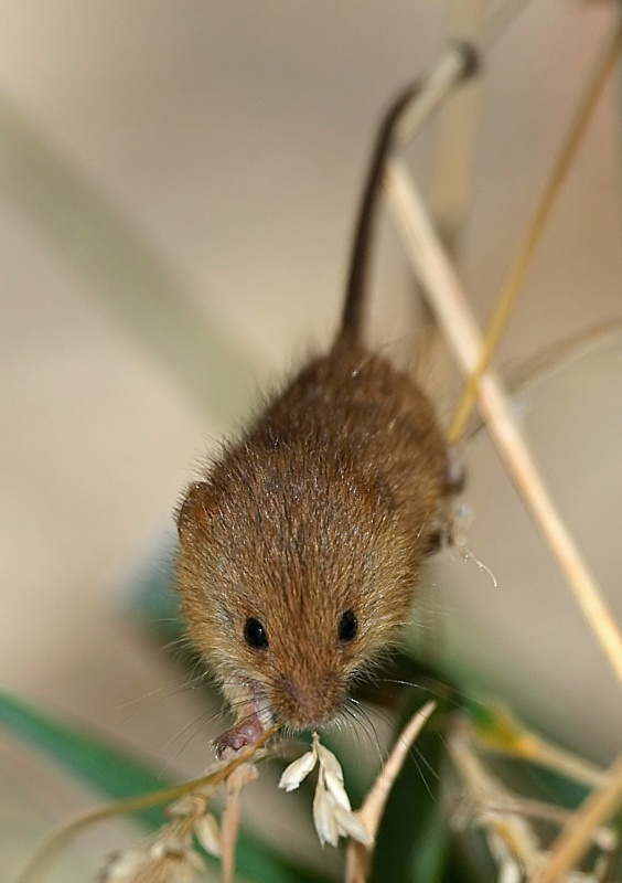 5 - Harvest Mouse