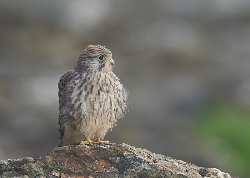 52 - Kestrel