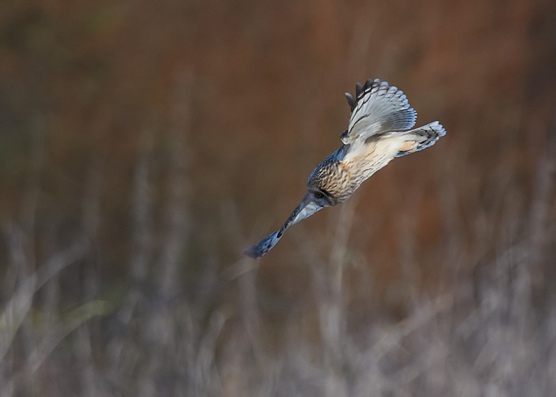 17 - Short-eared Owl