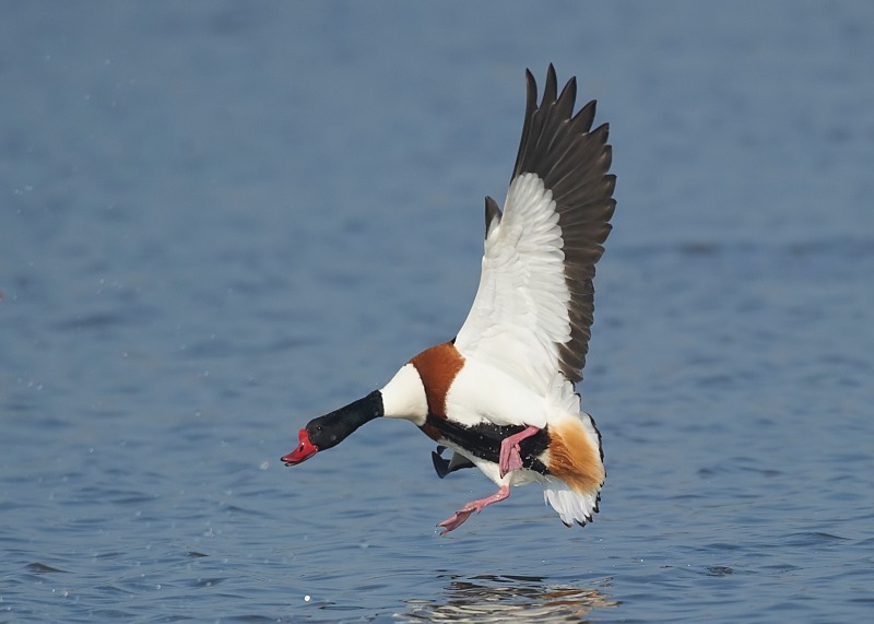 5 - Shelduck