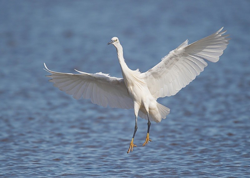 5 - Little Egret