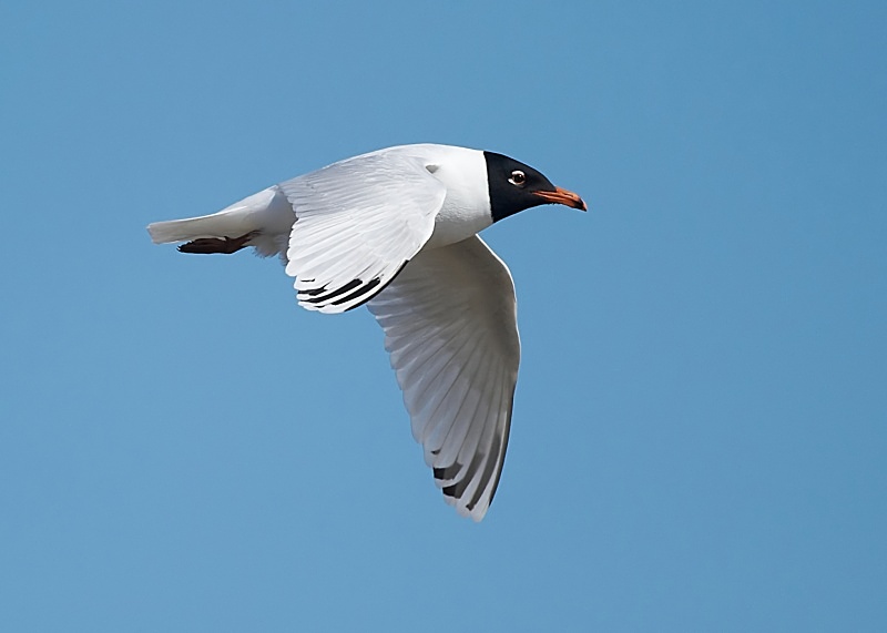 5 - Mediterranean Gull