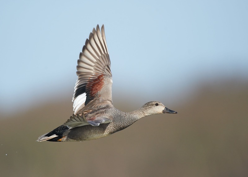 6 - Gadwall
