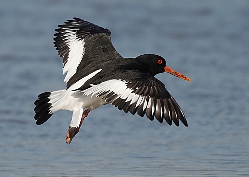 27 - Oystercatcher