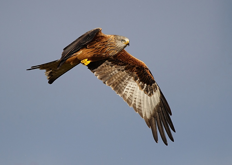 15 - Red Kite
