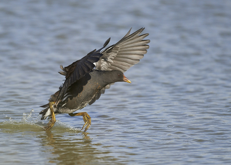 2 - Moorhen