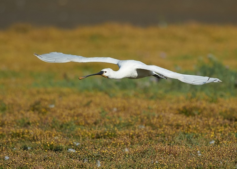 7 - Spoonbill