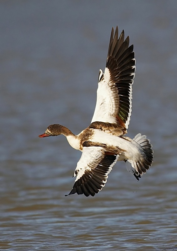 26 - Shelduck
