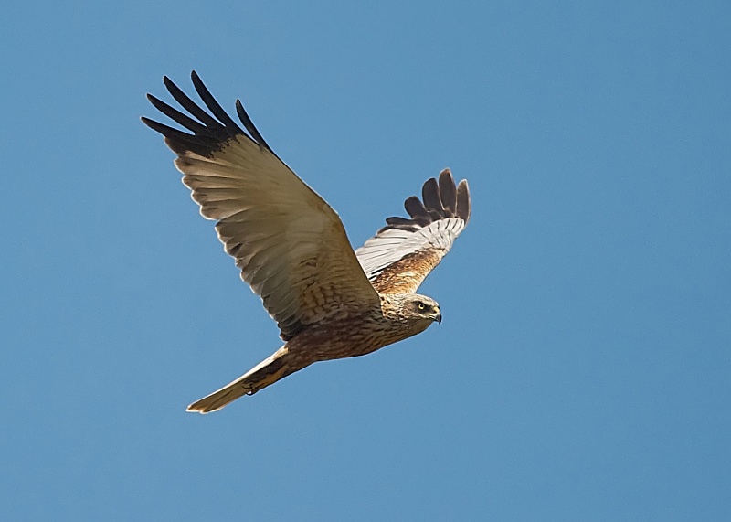 15 - Marsh Harrier