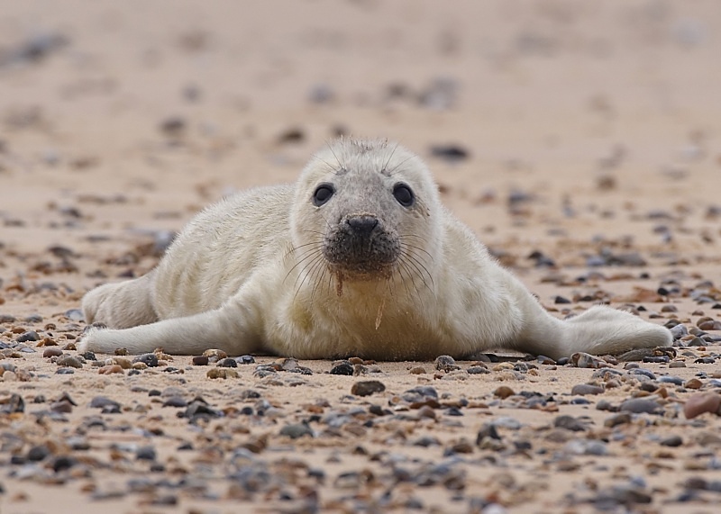 3 - Grey Seal