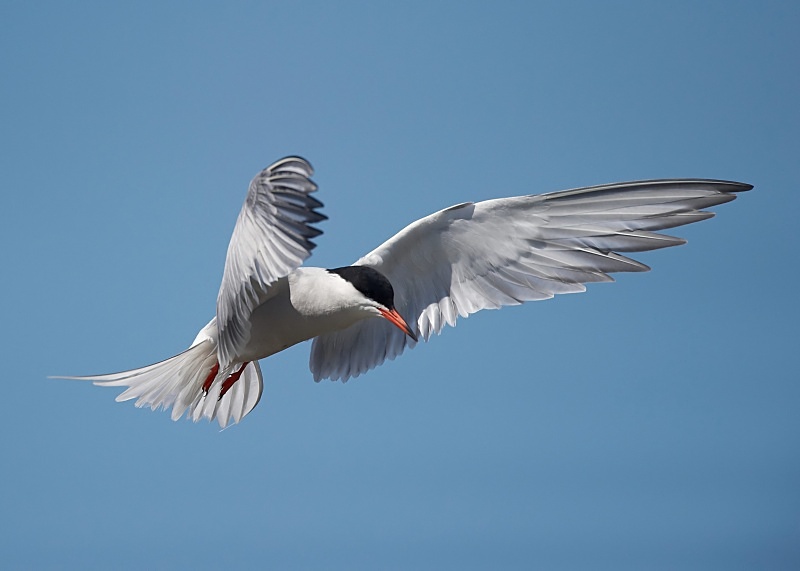 30 - Common Tern