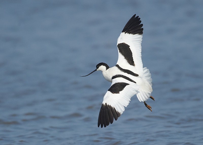 2 - Avocet