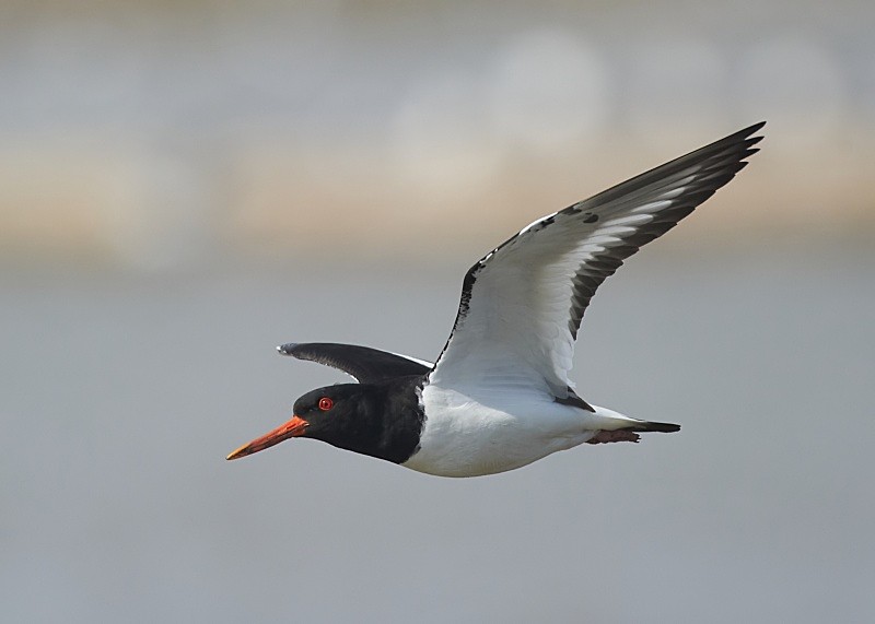 9 - Oystercatcher