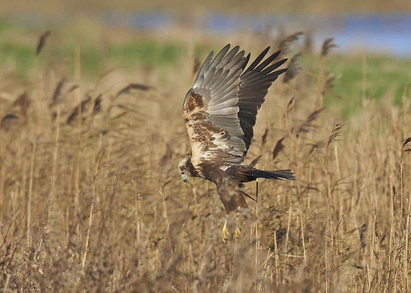 1 - Marsh Harrier