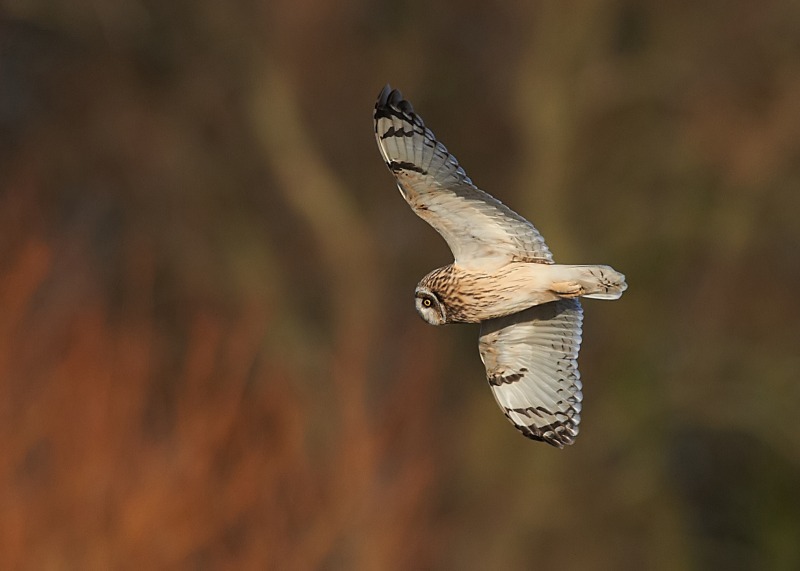 12 - Short-eared Owl
