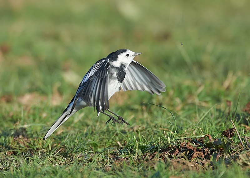 7 - Pied Wagtail