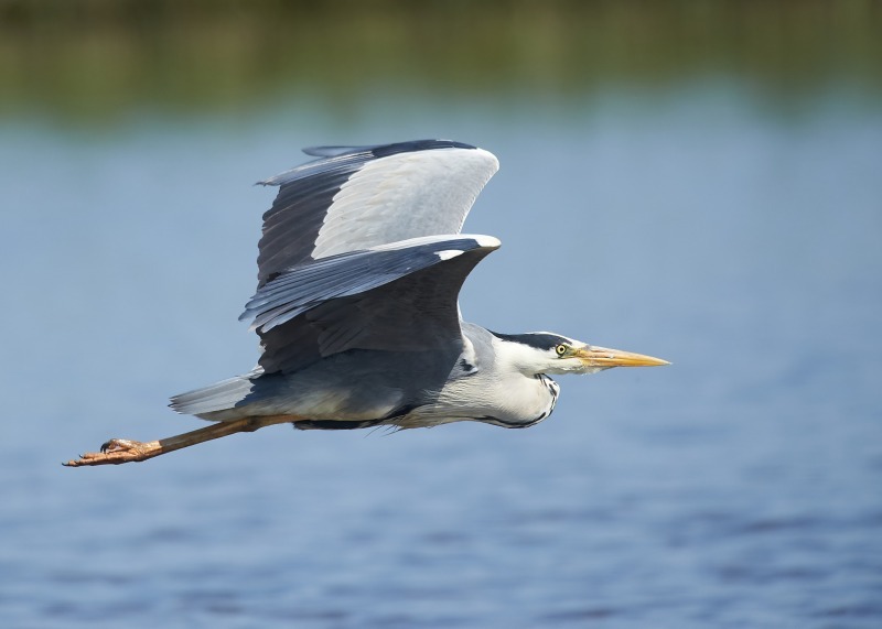 8 - Grey Heron