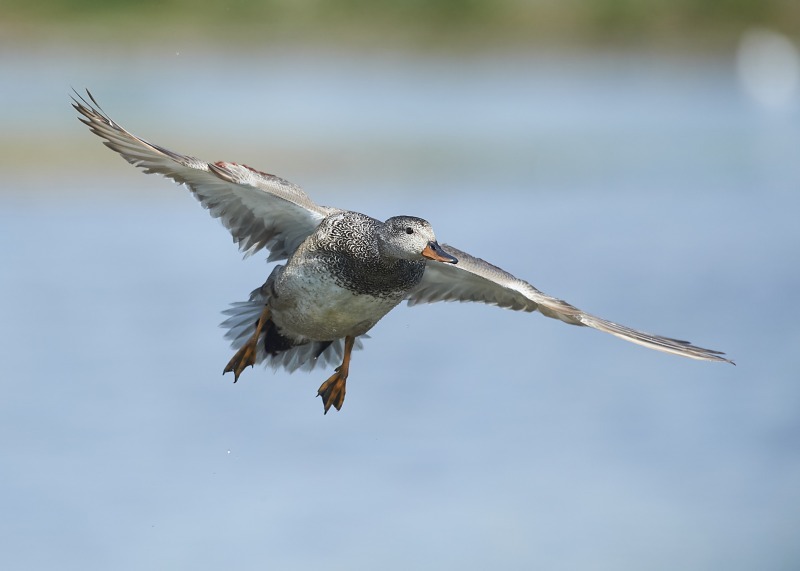 4 - Gadwall