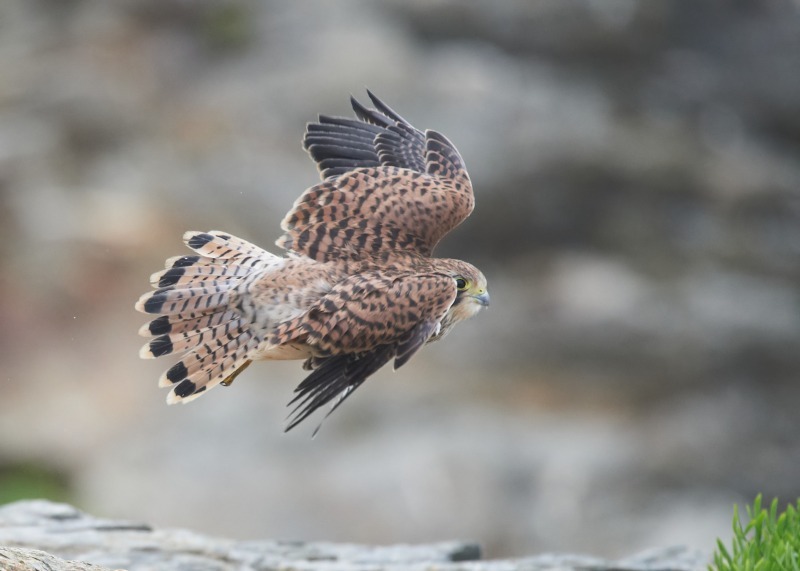 36 - Kestrel