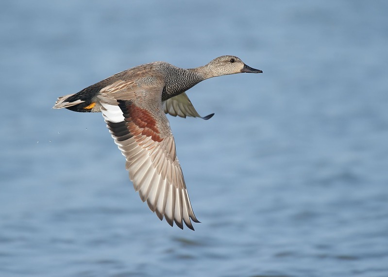 7 - Gadwall