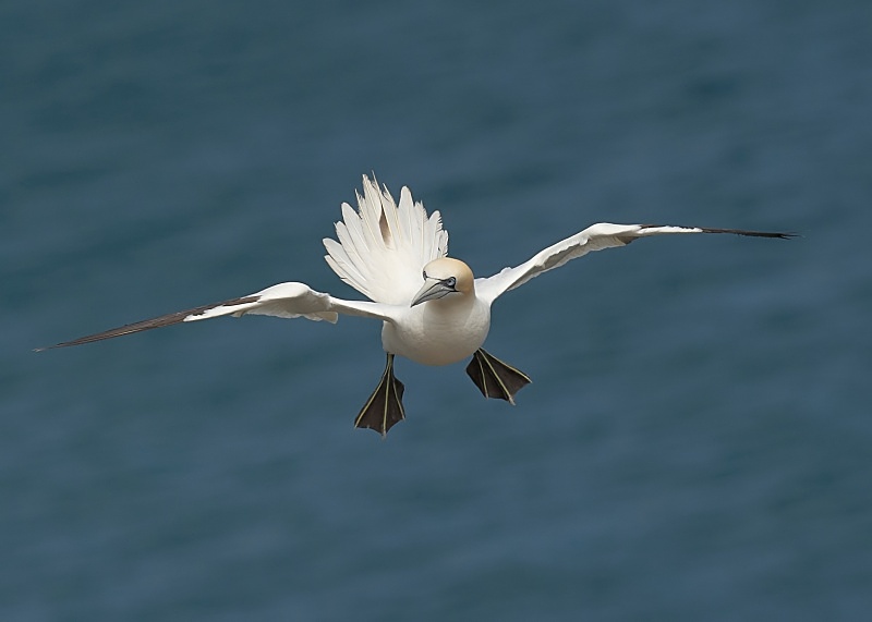 19 - Gannet