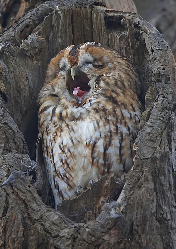 2 - Tawny Owl