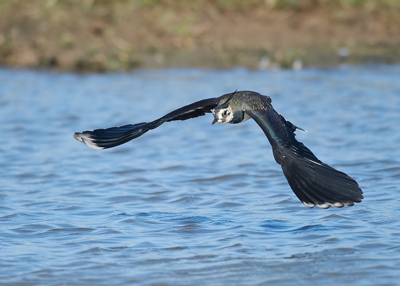 1 - Lapwing