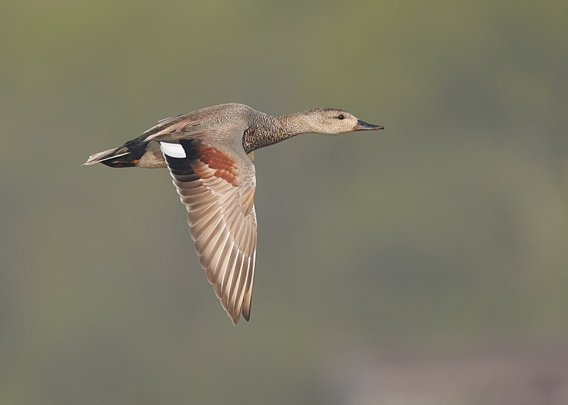 14 - Gadwall