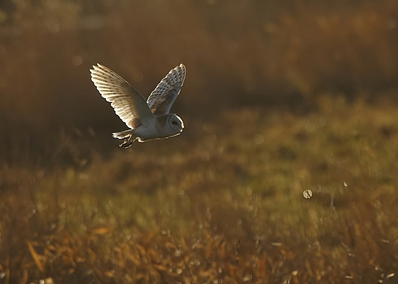 41 - Barn Owl