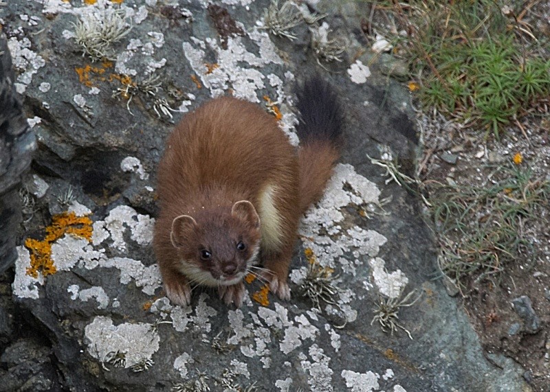 1 - Stoat