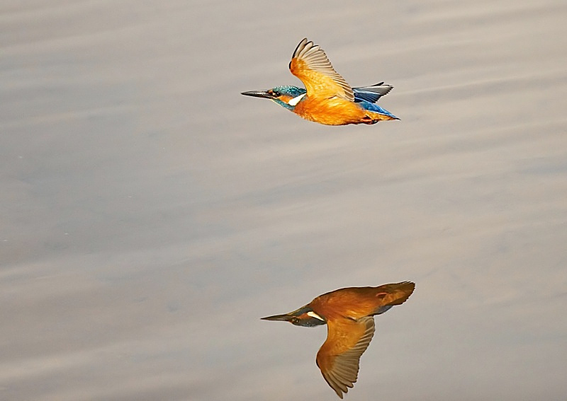 6 - Kingfisher