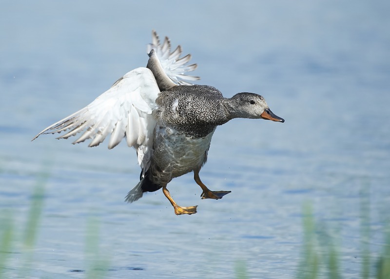 5 - Gadwall