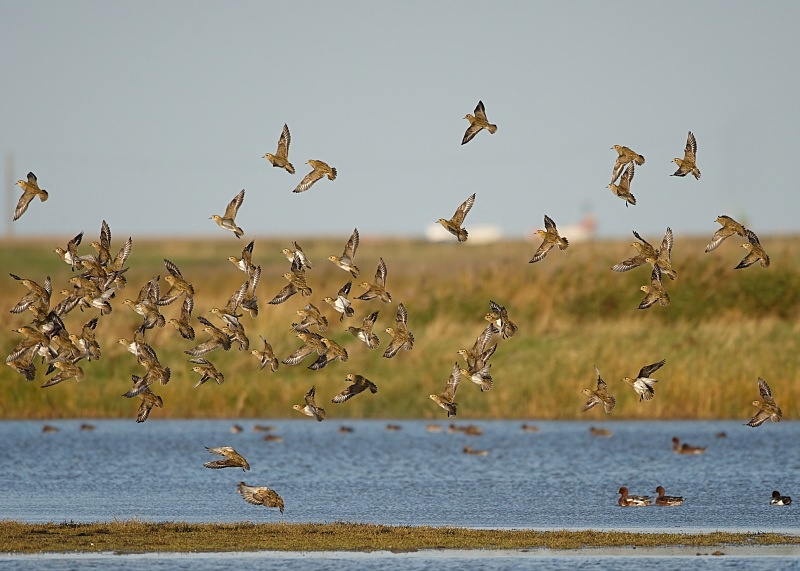 6 - Golden Plover