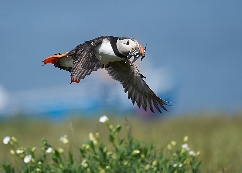 12 - Puffin