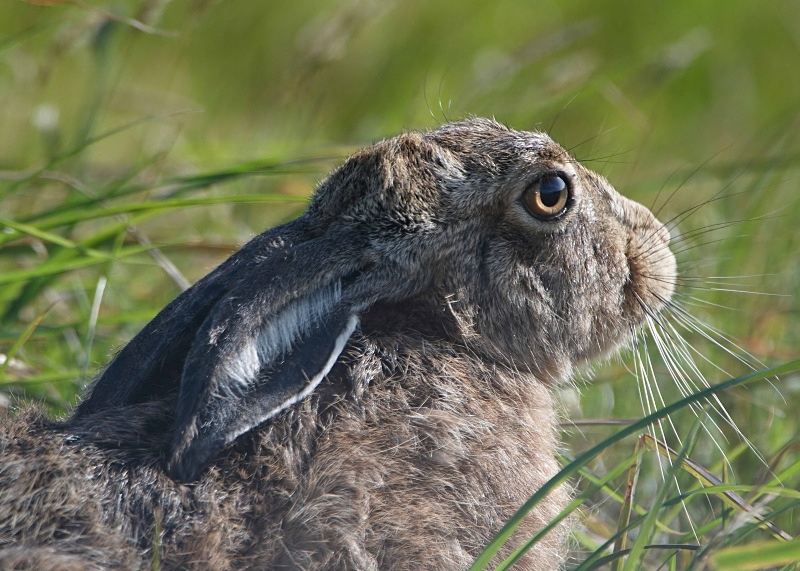 11 - Brown Hare