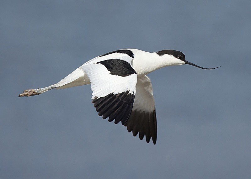 15 - Avocet