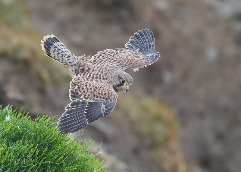 12 - Kestrel