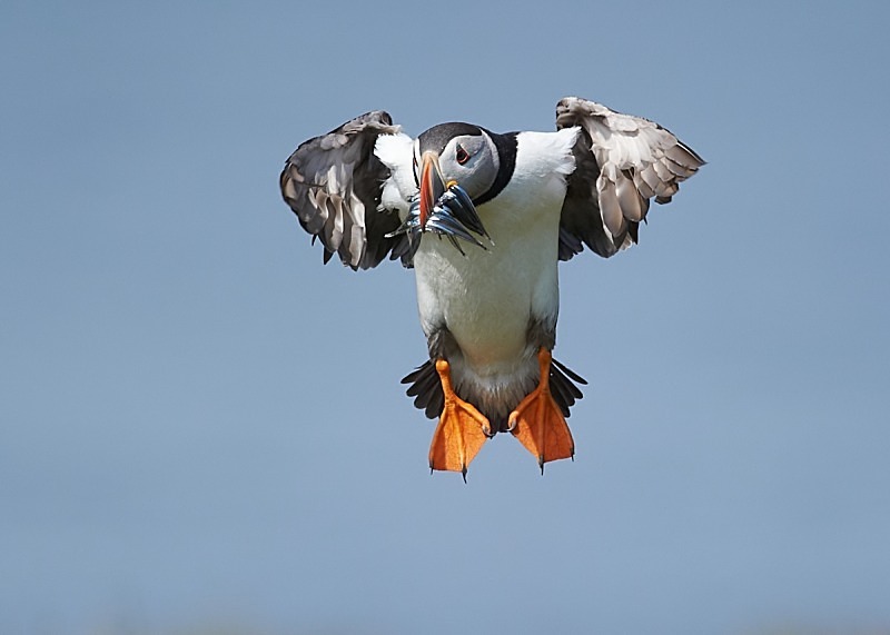 20 - Puffin