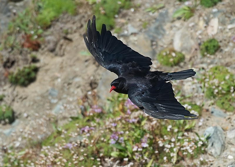 3 - Chough
