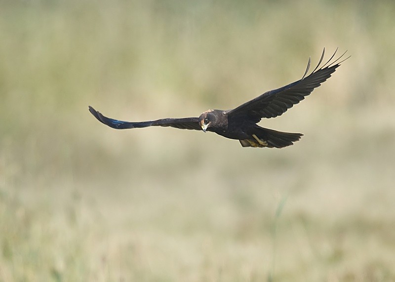 11 - Marsh Harrier