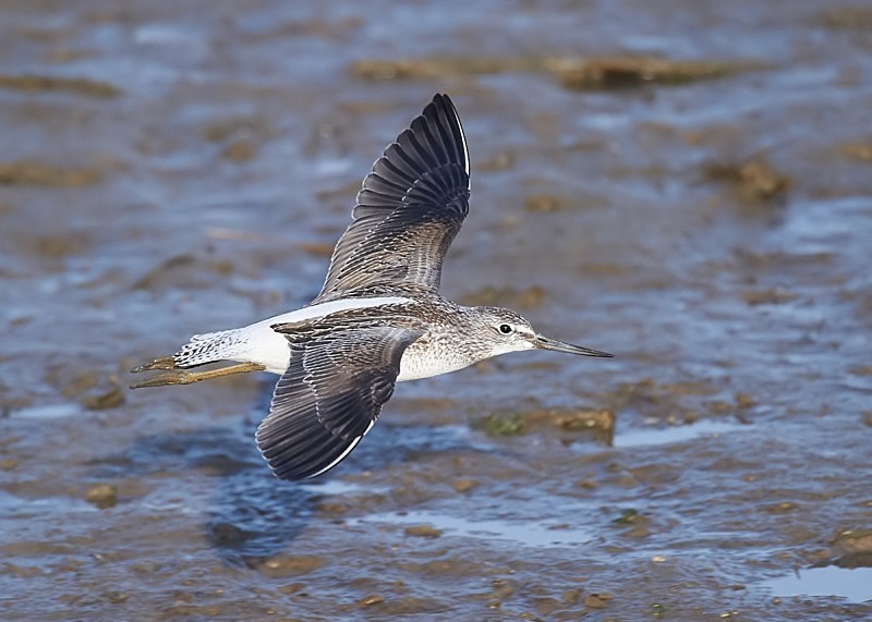 2 - Greenshank