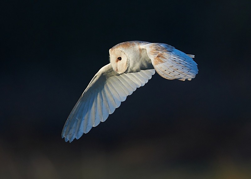 8 - Barn Owl