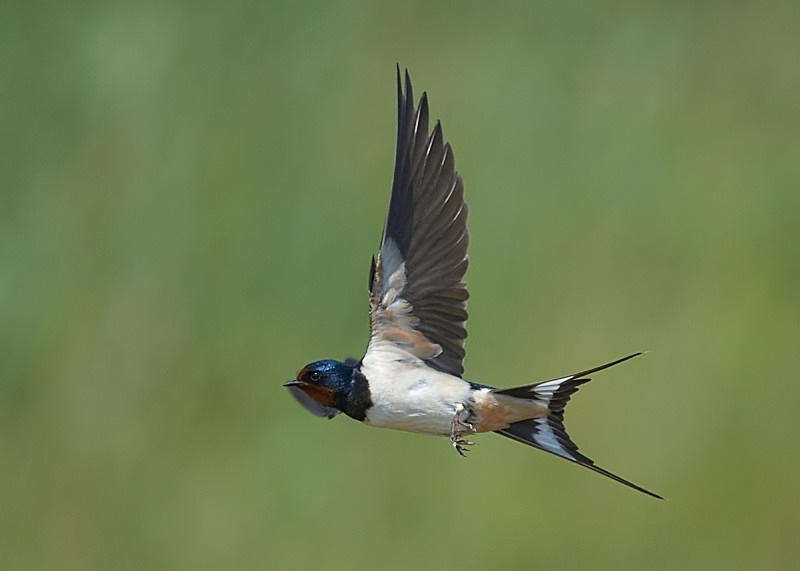 5 - Swallow