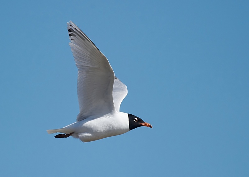 11 - Mediterranean Gull