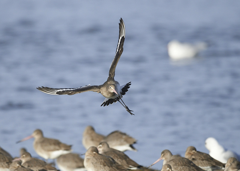 4 - Black-tailed Godwit