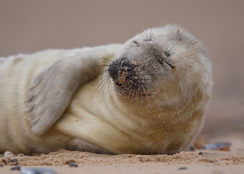 9 - Grey Seal