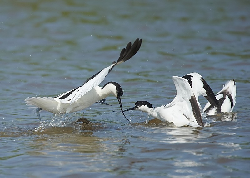 3 - Avocet