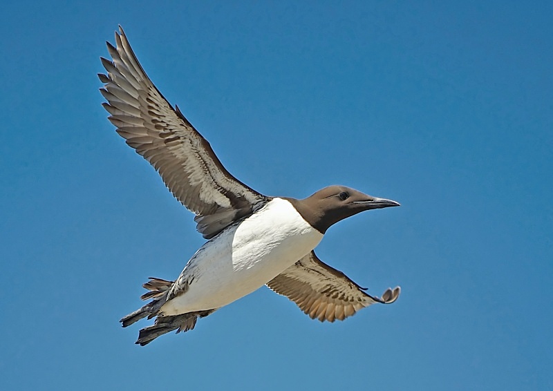 20 - Guillemot